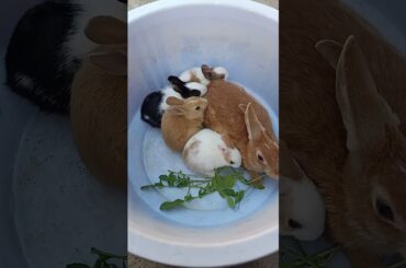 beautiful Mother rabbit with her cute bunnies #shorts #short #youtubeshorts #viral #bunnies