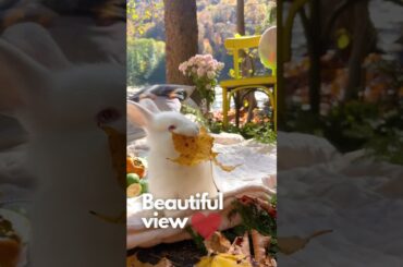 Cute rabbit with a nice view! #shorts