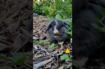 Cute Animals awww Cutest Baby Bunny