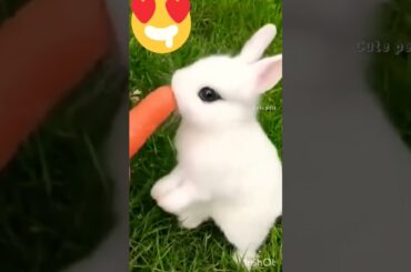 #Cute Rabbit #cute #cutepets #cuterabbit #nice #animals