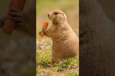 Little Cute Rabbit eating carrot #carrot #rabbit #cuterabbit #shorts