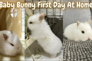 Lionhead Baby Rabbit Eevee First Day At Home