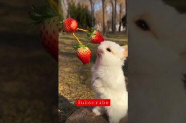 Cute bunny eating fresh strawberries.