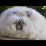 Cute Rabbit Videos Compilation 3 | Baby Bunnies | Funny Animals #bunnies