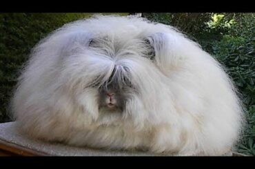 Cute Rabbit Videos Compilation 3 | Baby Bunnies | Funny Animals #bunnies