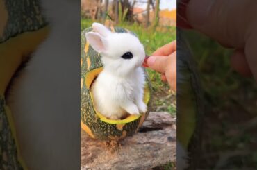 cute rabbit #rabbit #shorts