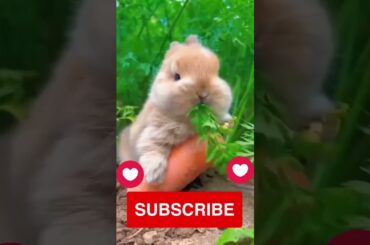 cute rabbit #shorts#virals###