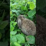 Found a cute bunny in the bush #cutebunny #bunny #shorts