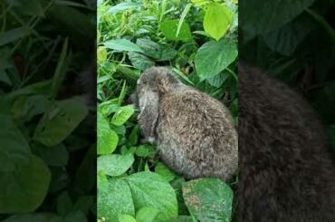 Found a cute bunny in the bush #cutebunny #bunny #shorts