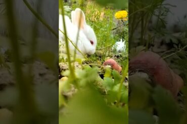 Cute Rabbit || #short #shortvideo #shots #rabbit