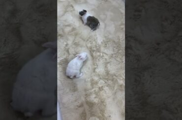 #rabbit #bunny#cutest#baby#beautifulbunny# 2023