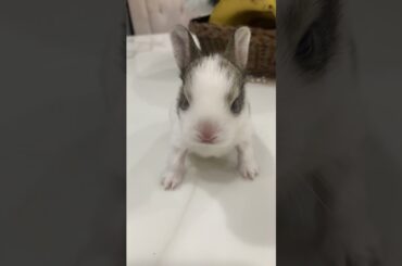 #rabbit#bunny#cutest#baby#beautifulbunny# 2023