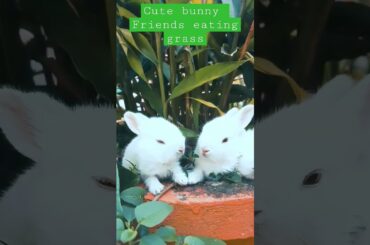 Cute bunny friends #petsplatform #shorts #rabbit #pets