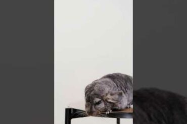 Cute Rabbit Video #short #shorts #rabbit #bunny #animal #viral #viralvideo #pets #pet #animals #cute