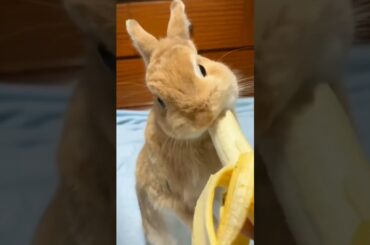 Rabbit Eating Banana #animal #pet #baby #pets #viral#rabbit #youtube #trending#cute #k#shorts #short