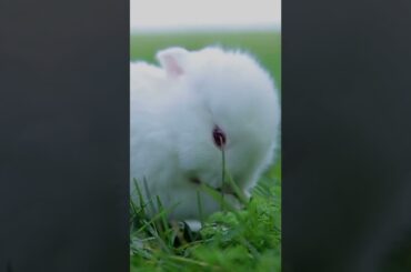 Cute bunny#ytshorts #youtube #shorts #shorts