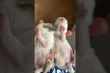 #rabbit#bunny#cutest#baby#beautifulbunny# 2023