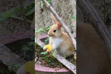 Just A Adorable Baby Rabbit | #Shorts | #baby  | #Rabbit | #Cute | 2023 | 8 |