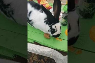 Cute Baby Rabbit Eating #short #shorts #rabbit #bunny #animal #viralvideo #viral #animals #pets #pet
