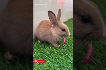 Cute Rabbit Video #short #shorts #rabbit #bunny #animal #viral #viralvideo #pets #pet #animals #cute