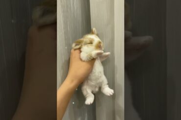 Rabbit Life Journey #shorts #short #viral #youtube #trending #rabbit #pet #baby #pets #animal #cute