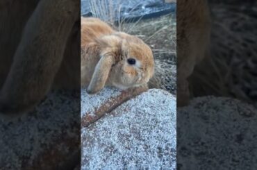 Cute bunny in the snow!!!!!