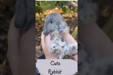 Cute Rabbit #animals #soundanimals #loveanimals #animalshorts #animallover #cuteanimals
