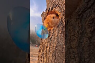 very cute #bunny #rabbit