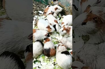 Cute Baby rabbits # kittens #Rabbit kits.