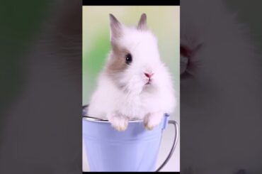 cute rabbit in the balti #shorts #pets #shortvideo #youtubeshort #trendingvideo #khargosh