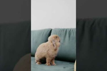 Cute Rabbit Video #short #shorts #rabbit #bunny #animal #viral #viralvideo #pets #pet #animals #cute