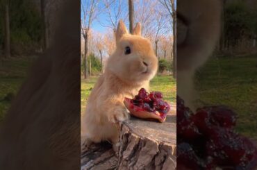 #cute #rabbit