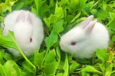Funny and Cute Baby Bunny Rabbit Videos - Baby Animal Video Compilation - Funny Baby Rabbit Videos