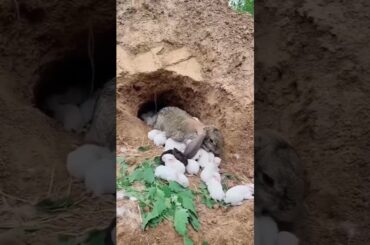 Cute Baby Rabbit  Playing With Mom #shorts #cute #bunny #amazing #pets #Animals #ytshorts #viral