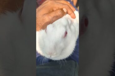 Cute bunny like and follow for more videos