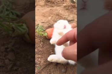 Cute rabbit #shorts #animals #rabbit