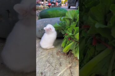 cute Rabbit funny moment #shorts #viral #ytshorts #short #rabbit