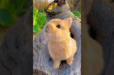 Cute Bunny #short #viral #cute