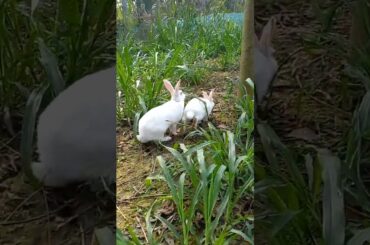 Cute Rabbit in a grass filled,  lovely & natural.