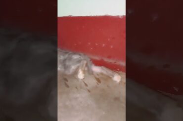 Cute bunny family#shorts