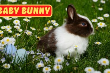 Baby Rabbit Eating - Funny and Cute Baby Bunny Rabbit Videos