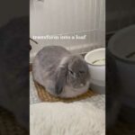 A DAY IN THE LIFE OF A CUTE BUNNY