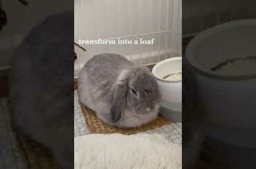 A DAY IN THE LIFE OF A CUTE BUNNY