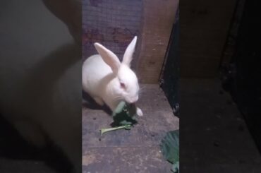 Cute Baby Rabbits Playing,Feeding Activities | Bunny Rabbit(Baby Rabbits)#RunnyRabbits #Babyrabbits