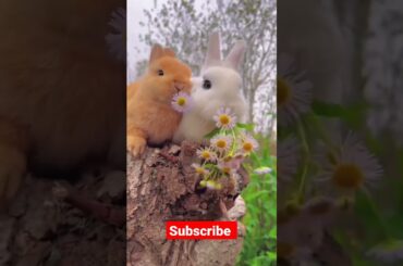 Ohh My God They are So Cute #rabbit #unnatirabbitfarm #shorts