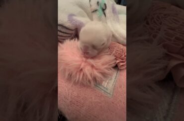 Cute baby bunny #bunny #rabbit #animals #shorts