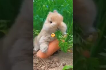 cute rabbit and carrot #shorts