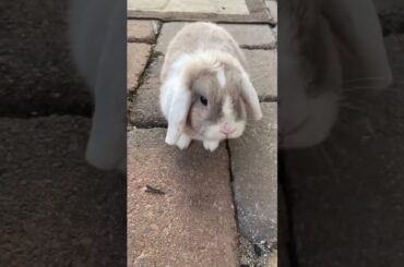 Cute bunny outside!!!!