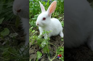 baby rabbit eating | cute bunny |rabbit status| rabbit videos |10 | #viral  #shorts #short #animals