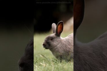 Cute bunny rabbit #short #shorts #bunny